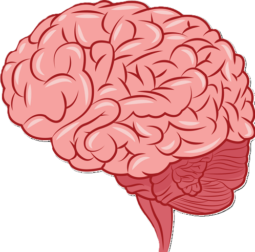 Head & Brain